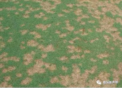 草坪通常要进行哪些养护管理项目,草坪要打理吗