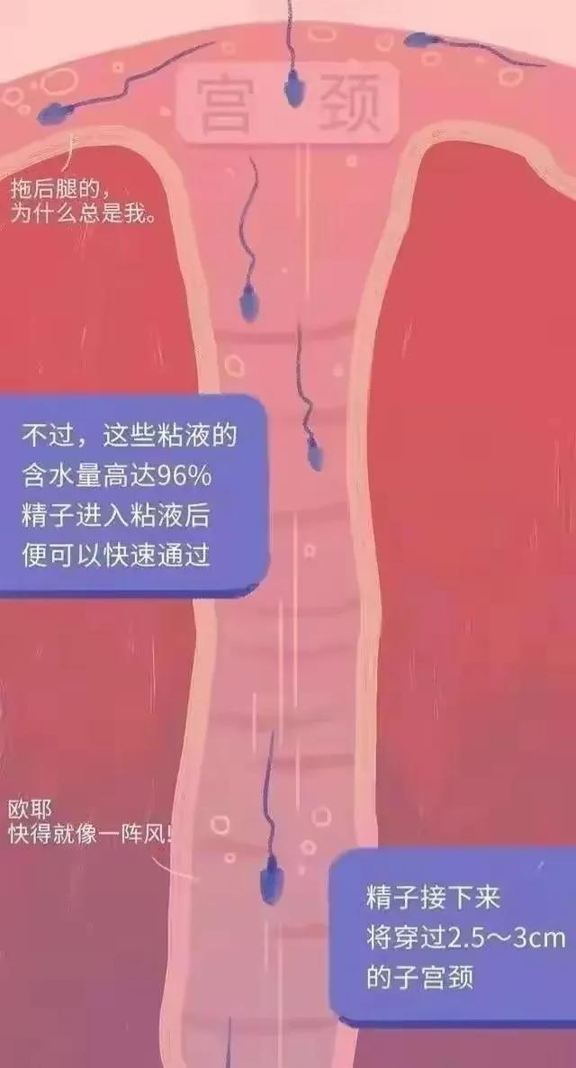 精子产生到成熟的过程,精子形成到受孕过程