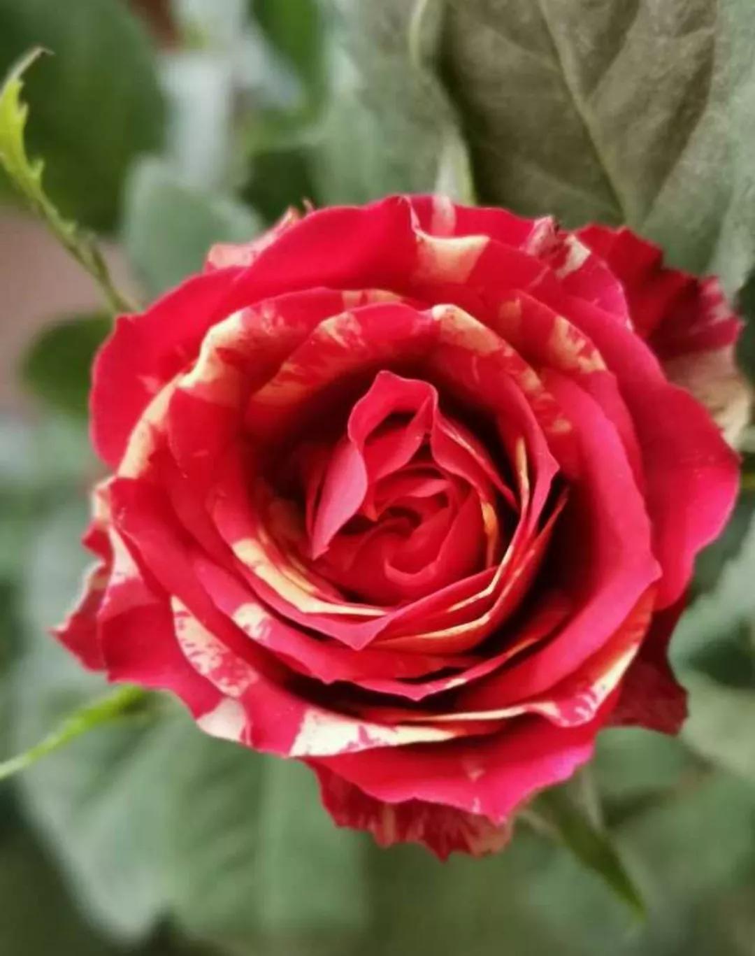 想要拥有自己的一间花店,好想拥有这样的一间花店