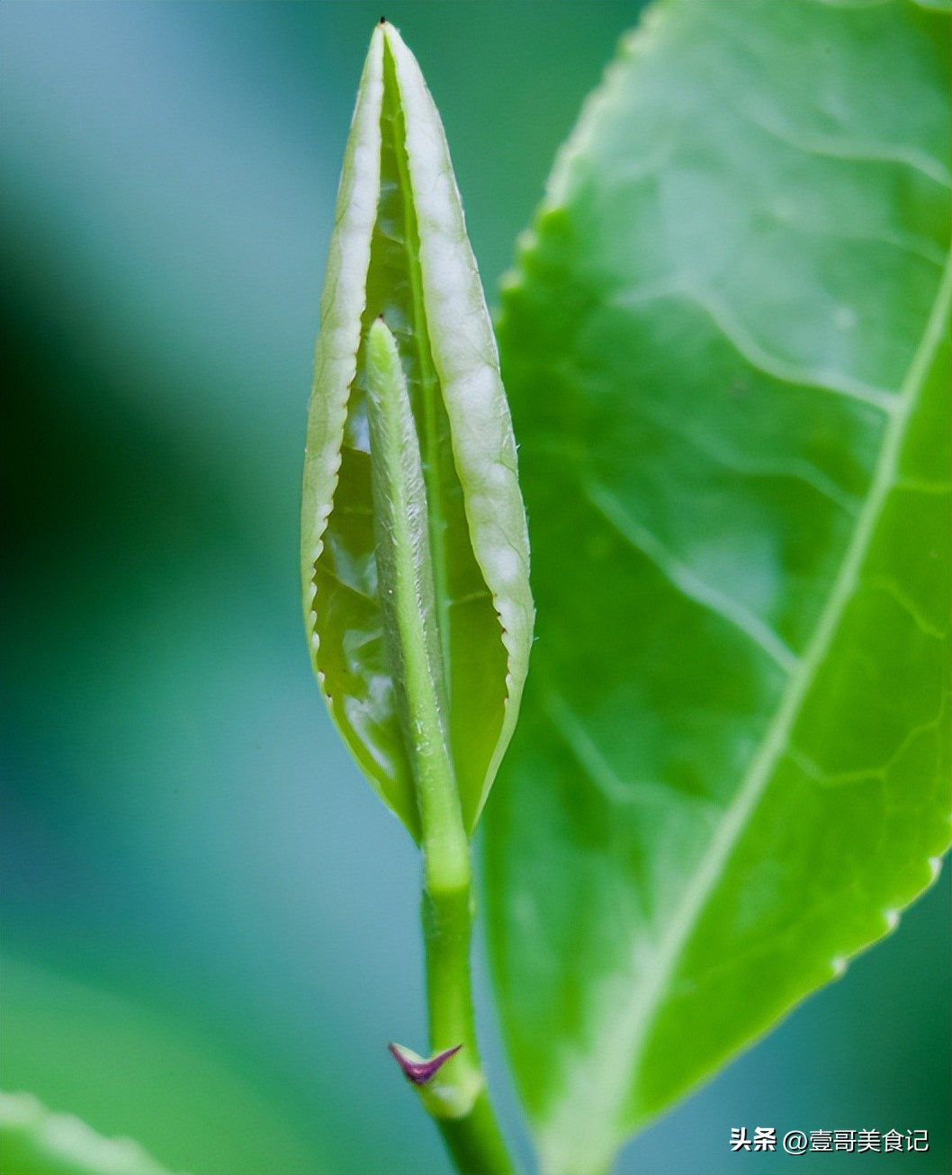 真可惜！山东这3大“委屈茶”，明明品质一绝，出了当地却没人喝