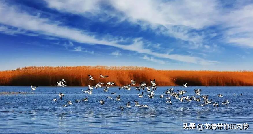 初秋额济纳胡杨林风景,额济纳秋天美景