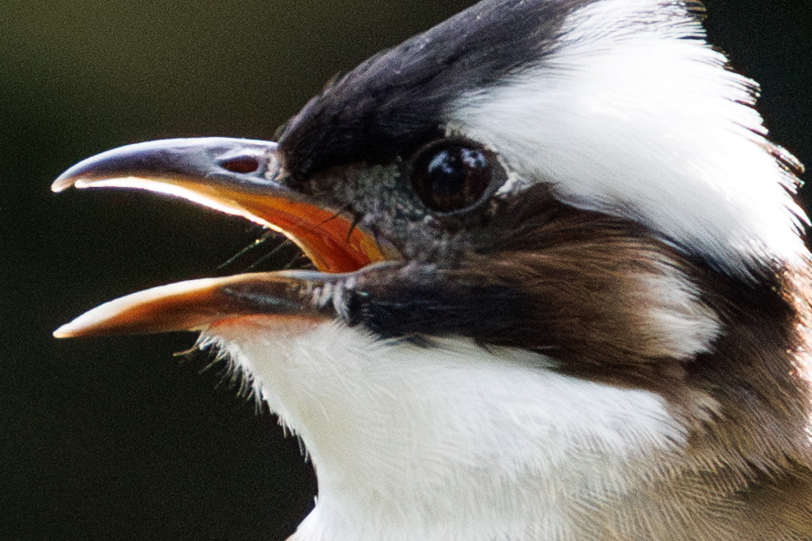 佳能eosr8打鸟,佳能eosr8拍视频变焦