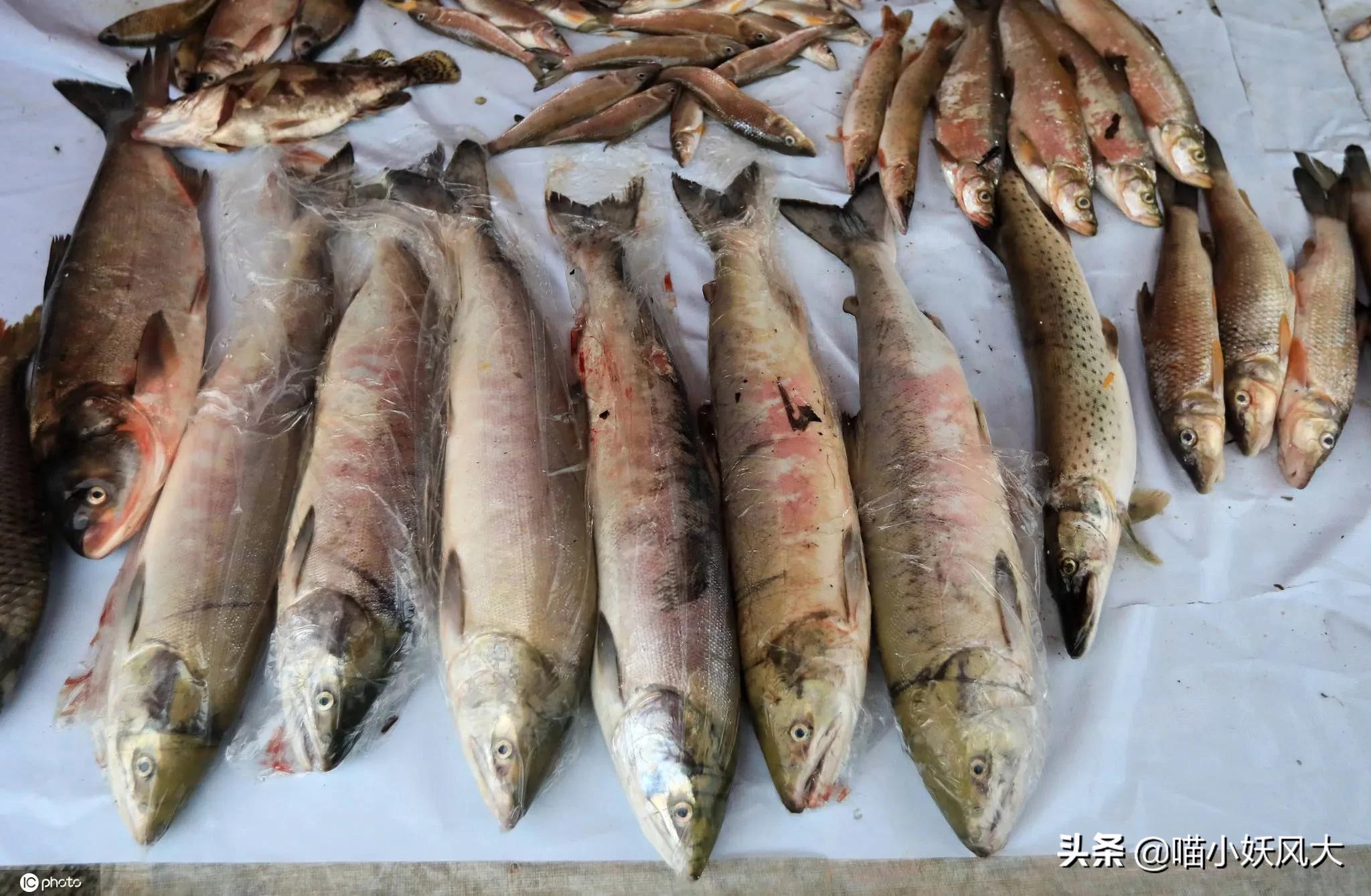 大马哈鱼:我国在黑龙江放流几十年,结果全给俄罗斯做“嫁衣”?