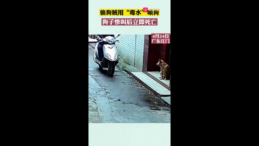 狗被喷了毒药,狗被喷毒药倒地