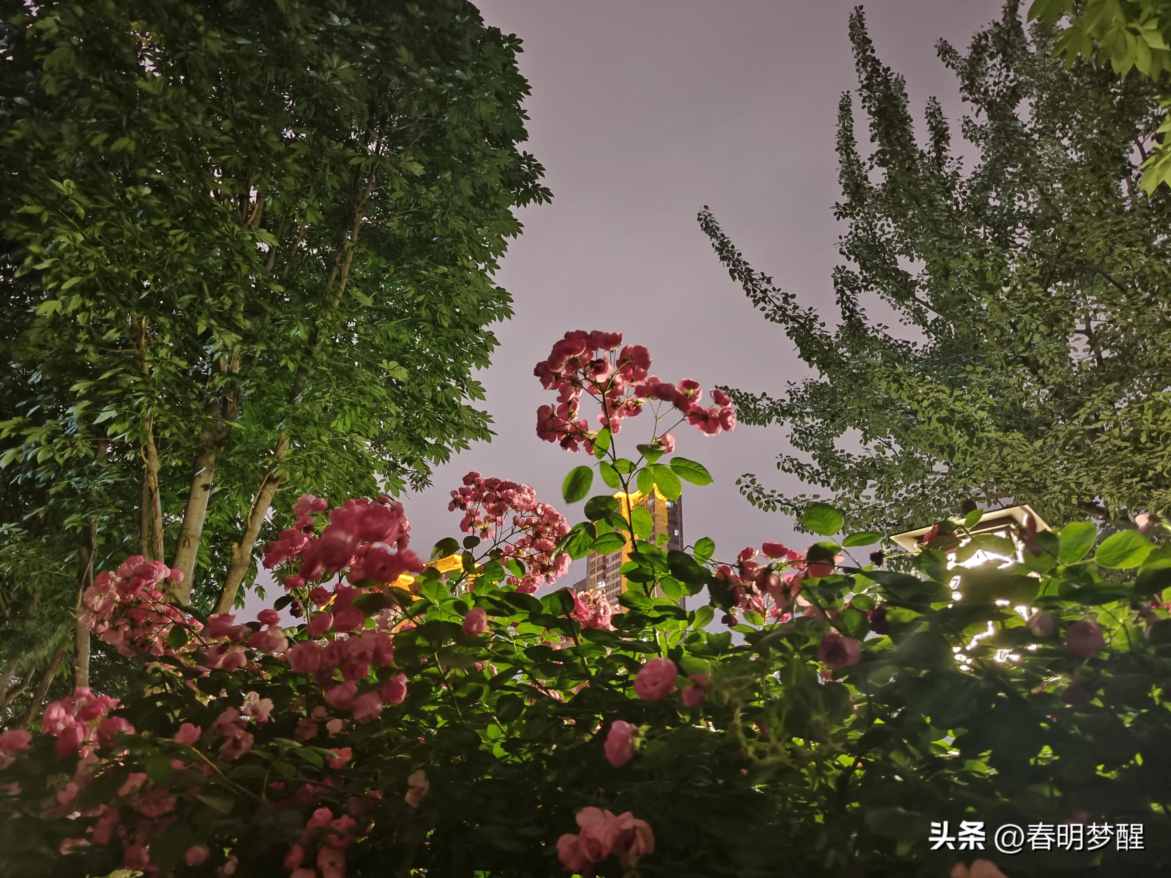 蔷薇花抒情散文,蔷薇花开抒情歌曲