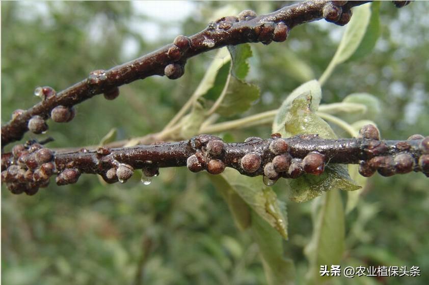 昆虫和害虫种类,昆虫和害虫的分类