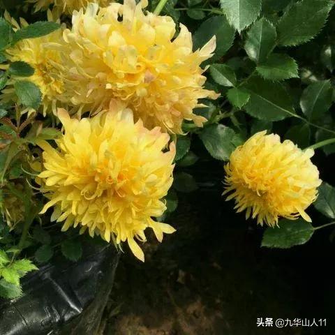 大花浓香勤花的月季品种,大花月季品种介绍大全图片及价格