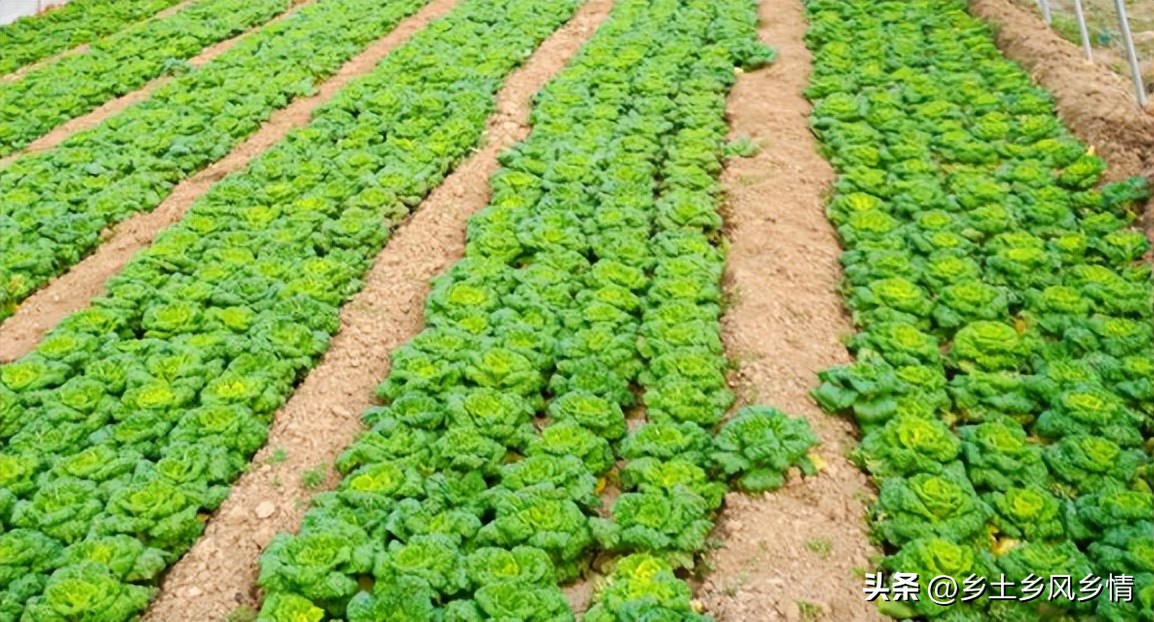 耐寒的白菜种,桃红色白菜种