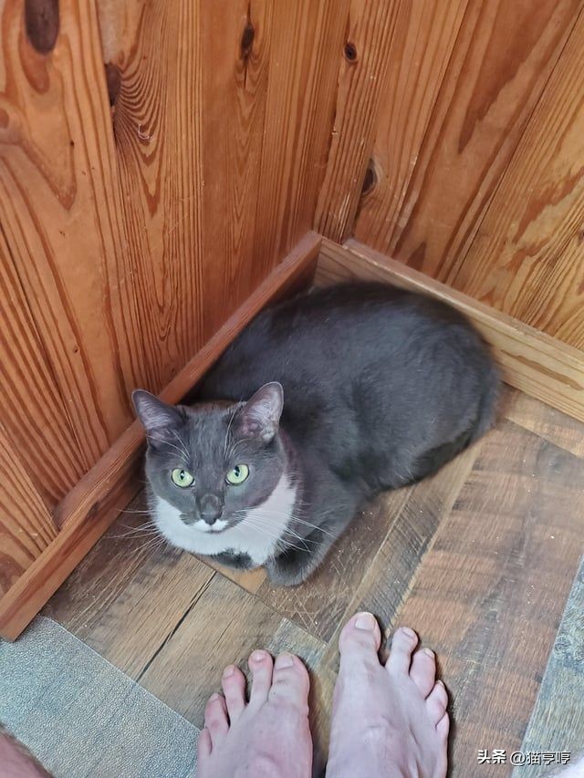 自己家猫不认识自己了怎么办,自家的猫不粘人怎么办