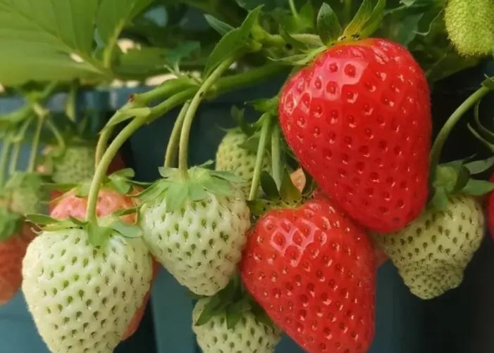 春季适合儿童的十大水果,碱性水果有哪些好吃的