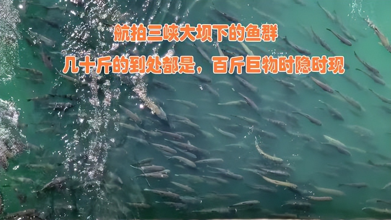 百斤大鱼若隐若现，小鱼大量搁浅，为何长江鱼的恢复还任重道远