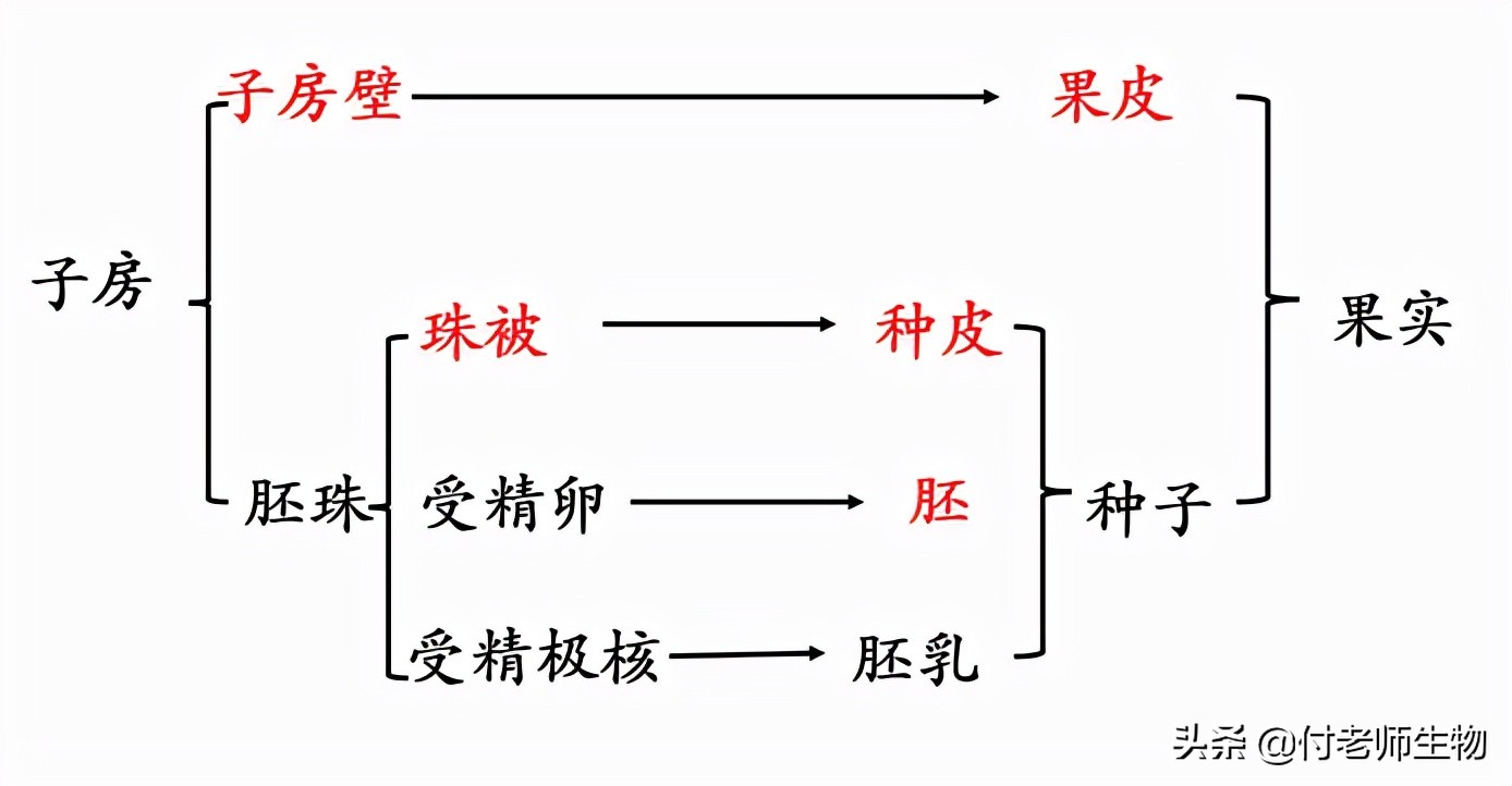 初中生物七年级上册人教版,初中生物七年级上册实验视频