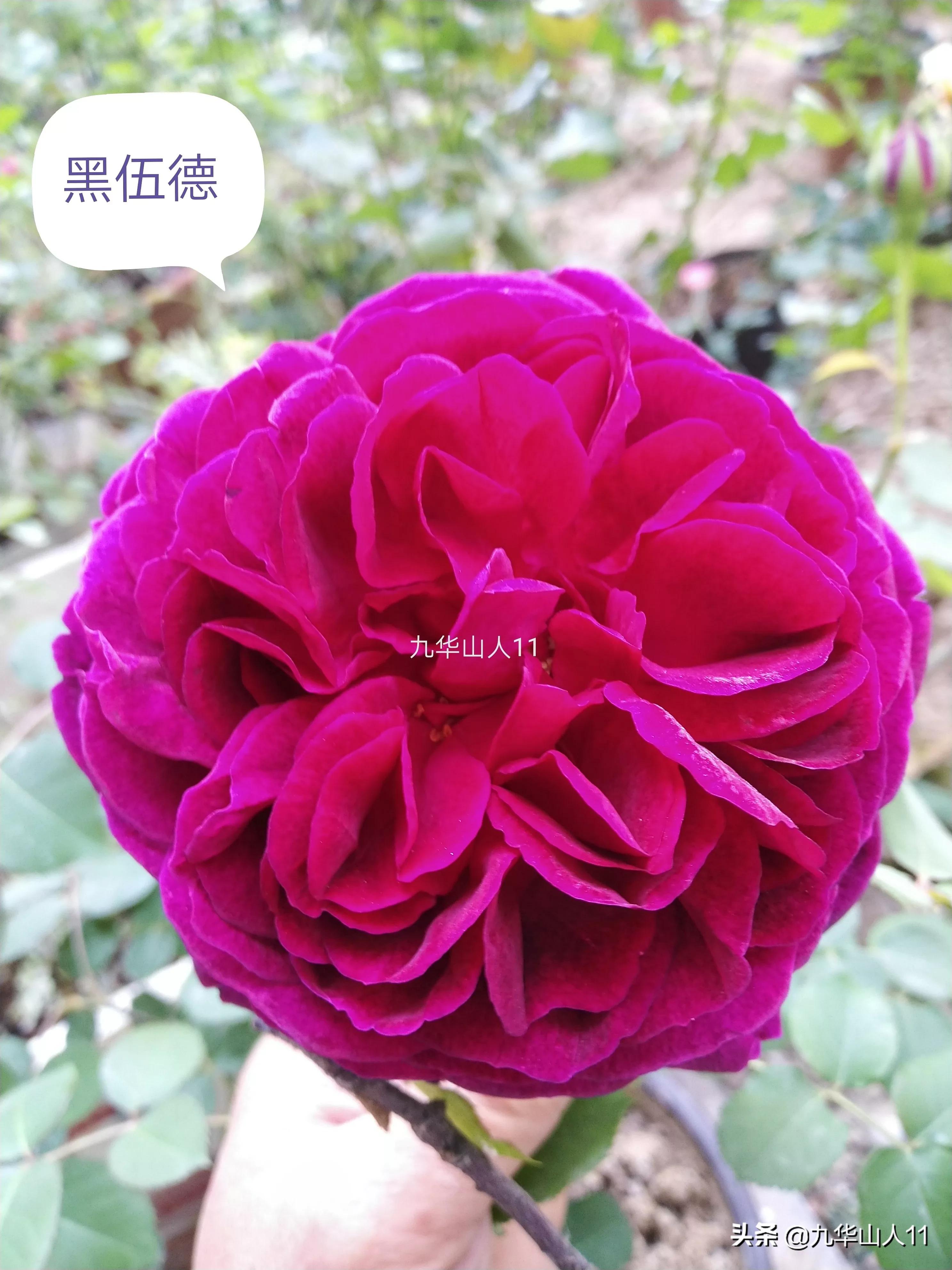 大花浓香勤花的月季品种,大花月季品种介绍大全图片及价格