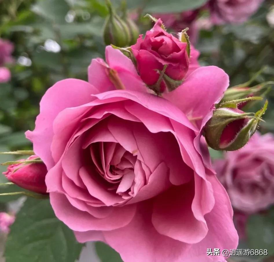 天狼说月季,美图分享铃兰