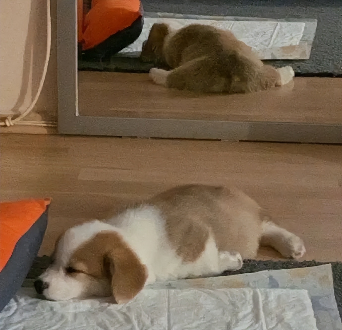 一滩小狗饼！这是摆烂的可爱修勾！