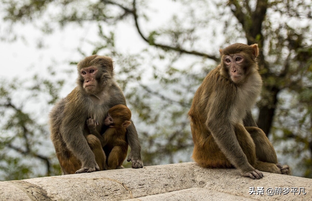 江苏省连云港市花果山景区,连云港花果山景区游览路线图