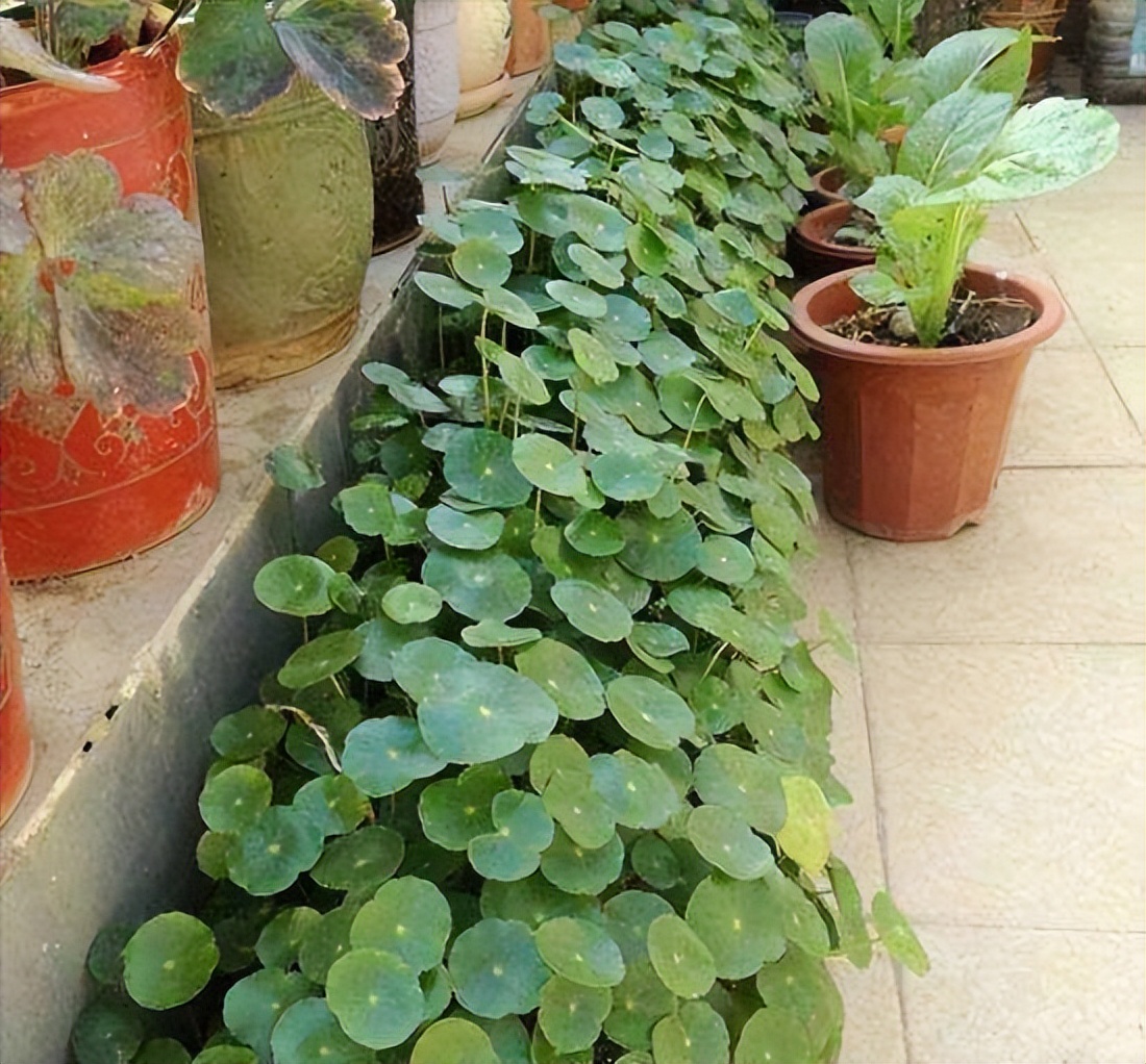 养水牛种什么草最好养,高温下雨后养兰花