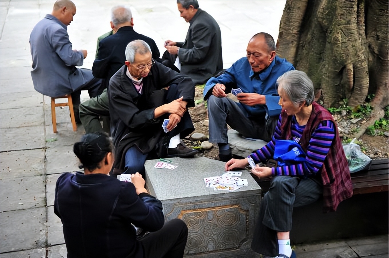广东老太太捡了一只猫,广东老太上山捡了只小猫