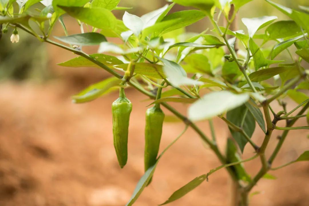 有机农场的盈利模式,有机农场的发展前景