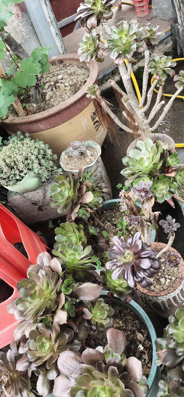 看我满屏都装不下的肉多多