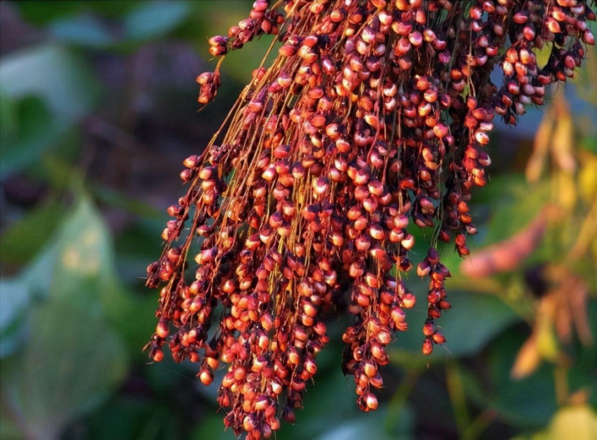 90年代央视广告最火的酒是什么酒,中国第一款广告酒