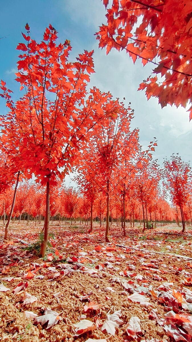 东方彩韵,东方彩韵10公分图片