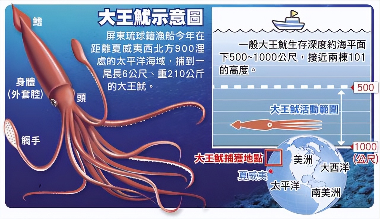 诡异的鲸,最诡异的鲸