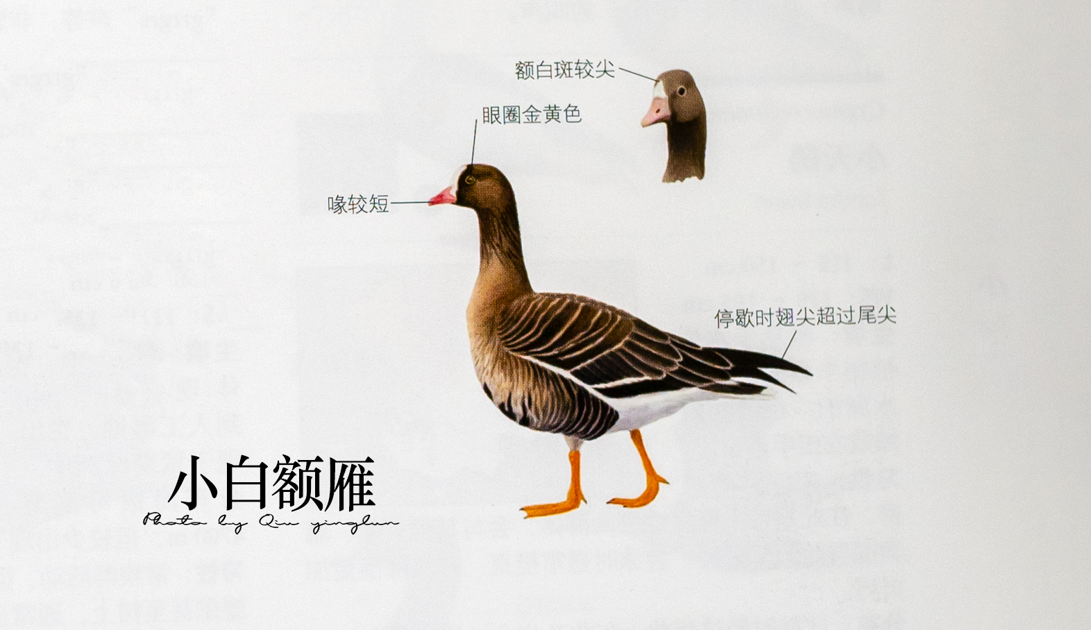 涓滄睙鎻借儨,涓滄睙鎻借儨楦熺被