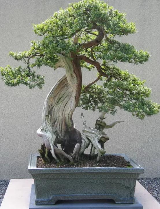 “客厅养树，十有九富”！老祖宗留下的“规矩”，说的太有道理了