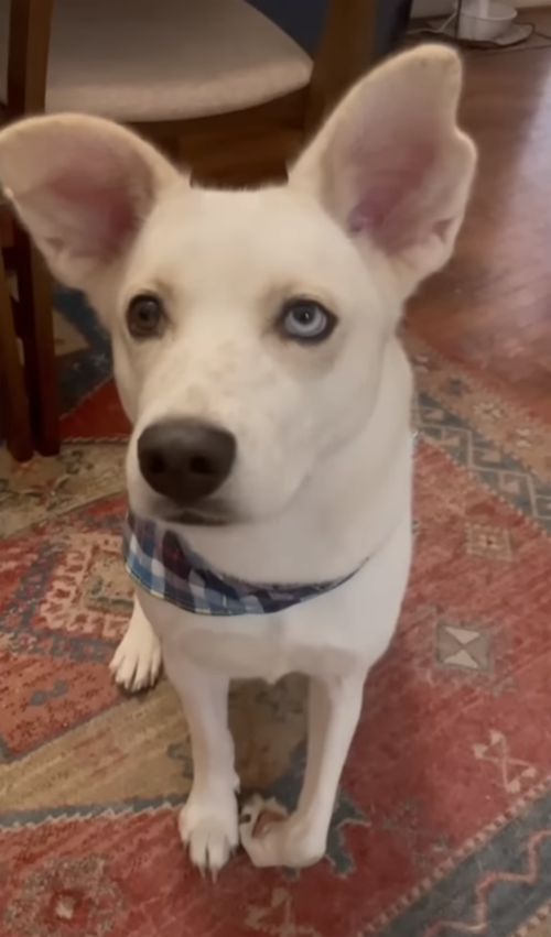 铲屎官养仓鼠捡到了一只狗,铲屎官捡回一只流浪猫