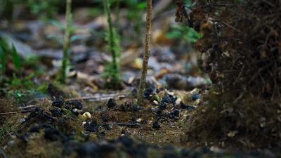 原来它们也有“性丑闻”,这片看完让我大开眼界