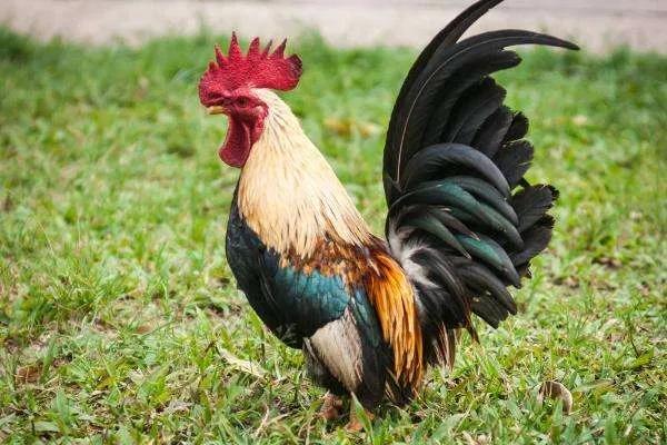 越吃越上瘾香料,什么香料越吃越上瘾