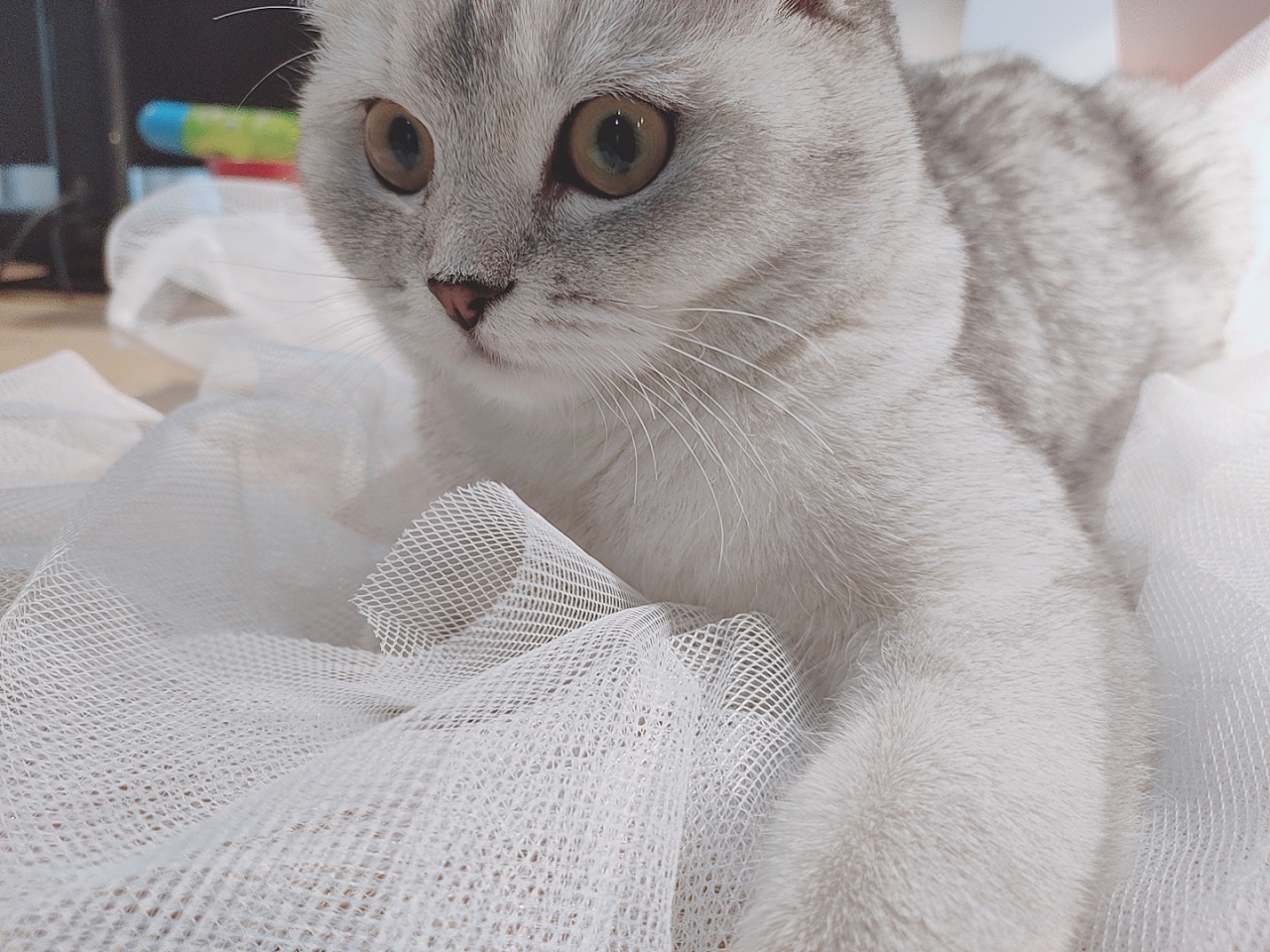 哪些猫掉毛不那么严重,哪种猫掉毛特别严重