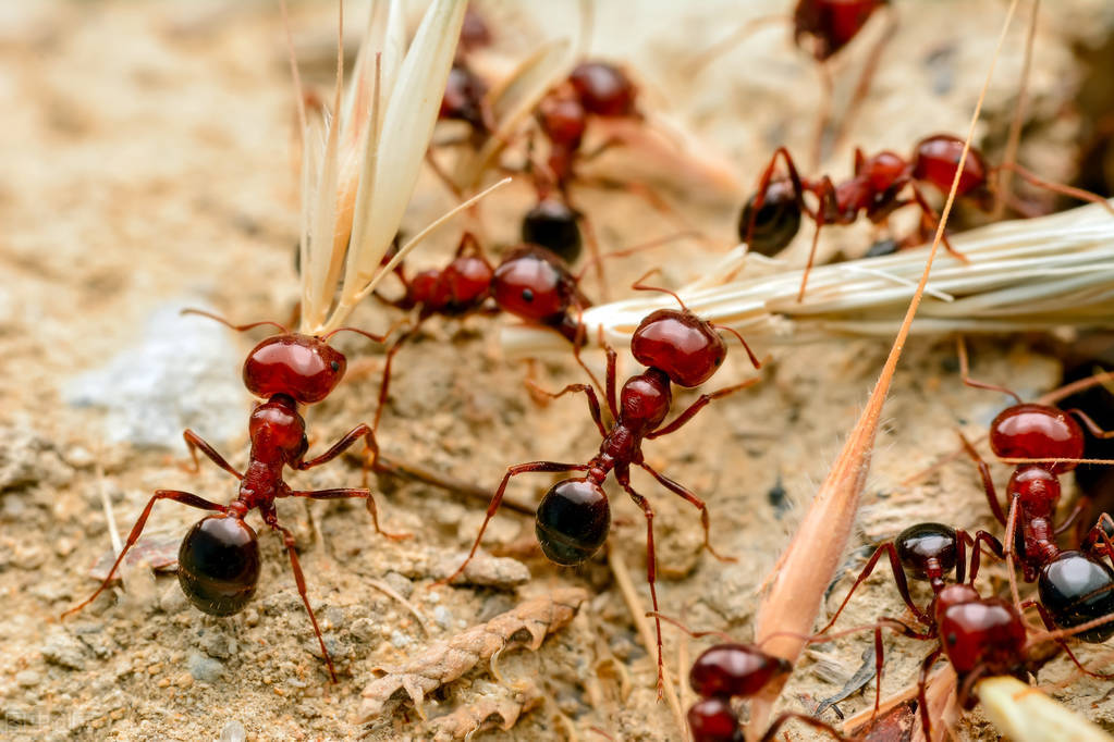 夏天毒虫咬了有土方法吗,户外防止被虫咬的最好方法