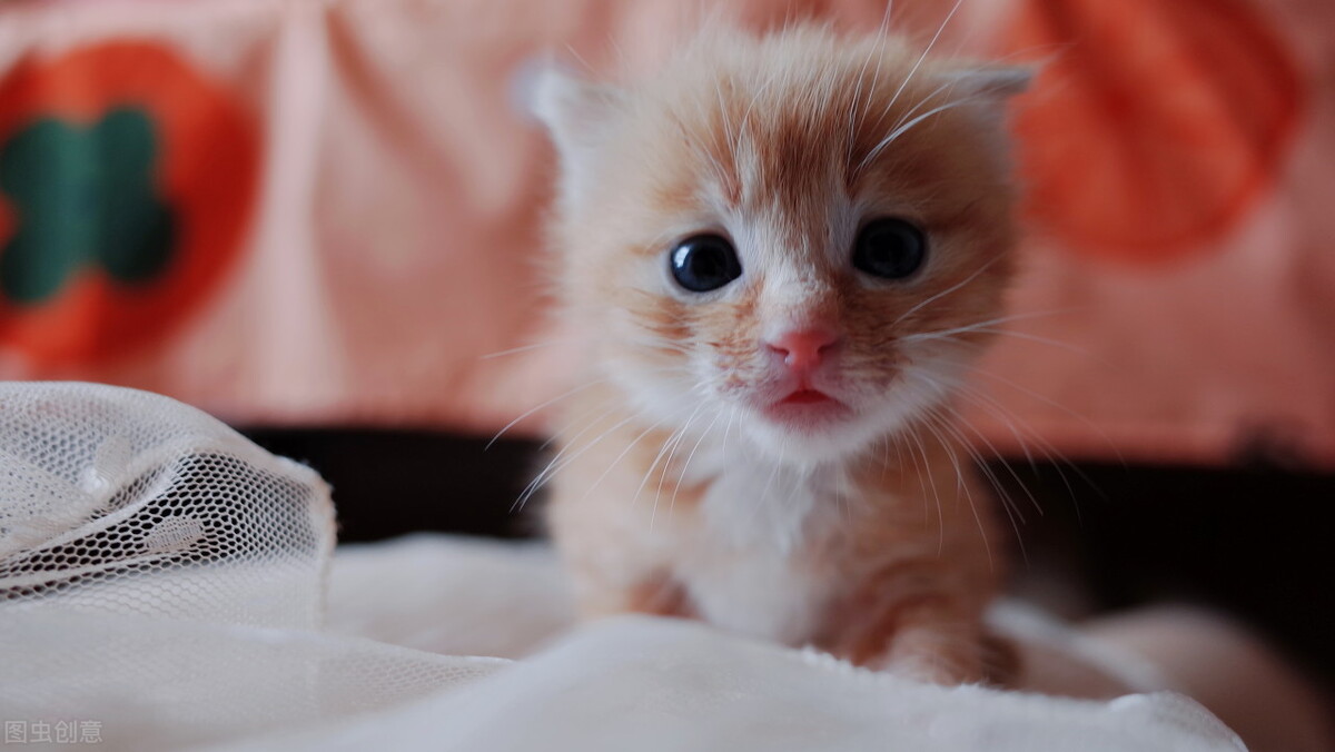 手把手教你治疗传说中无法被治愈的猫瘟