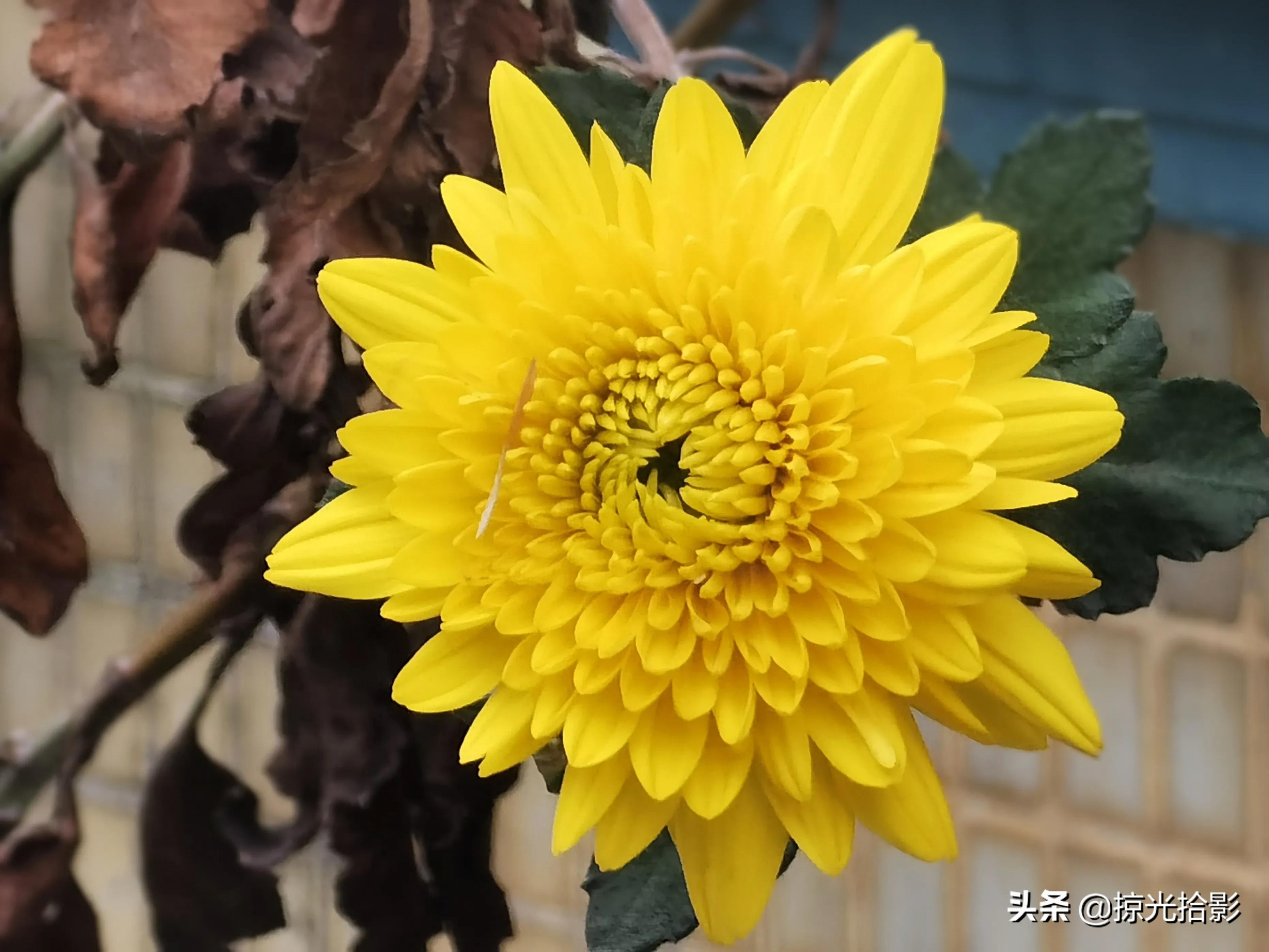 手机拍照用专业模式还是自动模式,手机摄影专业模式怎么拍细节