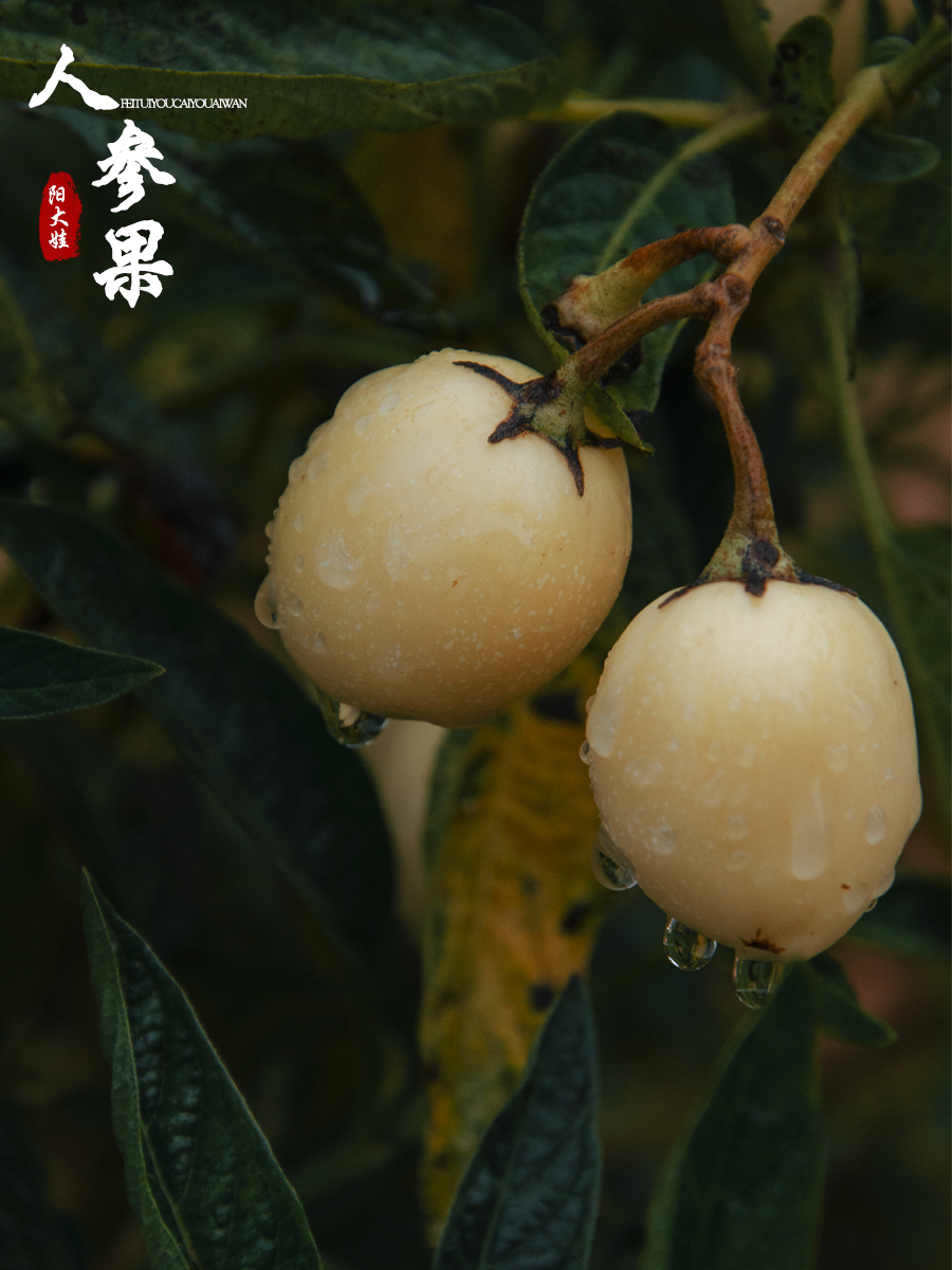 海口世纪公园游玩攻略一日游,昆明海口石城公园路线图