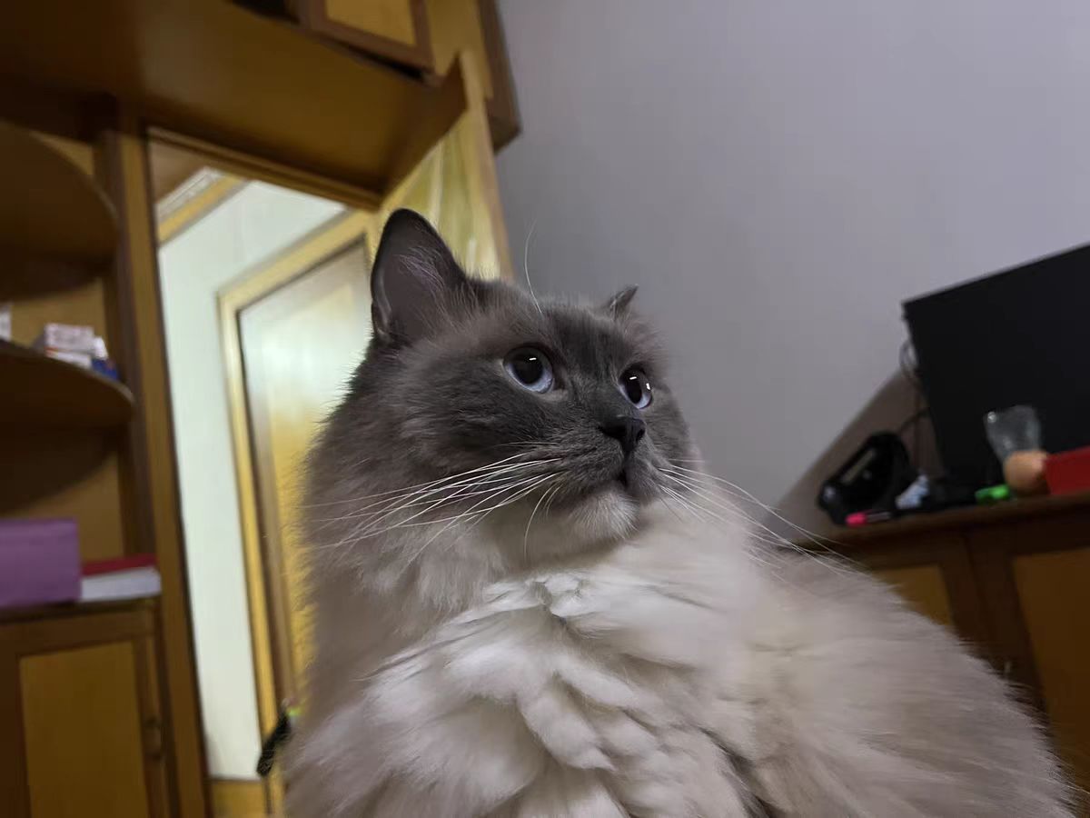 猫掉毛秃了一块白皮用什么药治,猫脖子一块一块的掉毛怎么回事