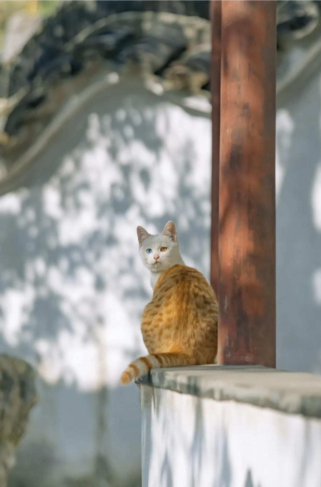 治愈系壁纸｜132张可爱小猫咪的样子