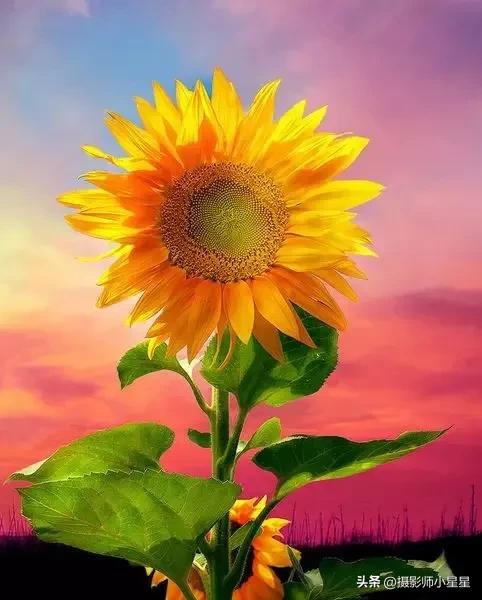 梵高向日葵拍摄,梵高向日葵欣赏视频