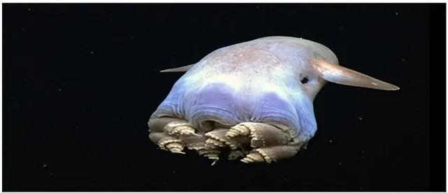 海洋里有哪些奇特的海洋生物,海洋里面都有什么奇怪的生物