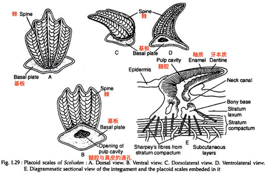 牙齿细微变化,牙齿或许会发生这3种变化