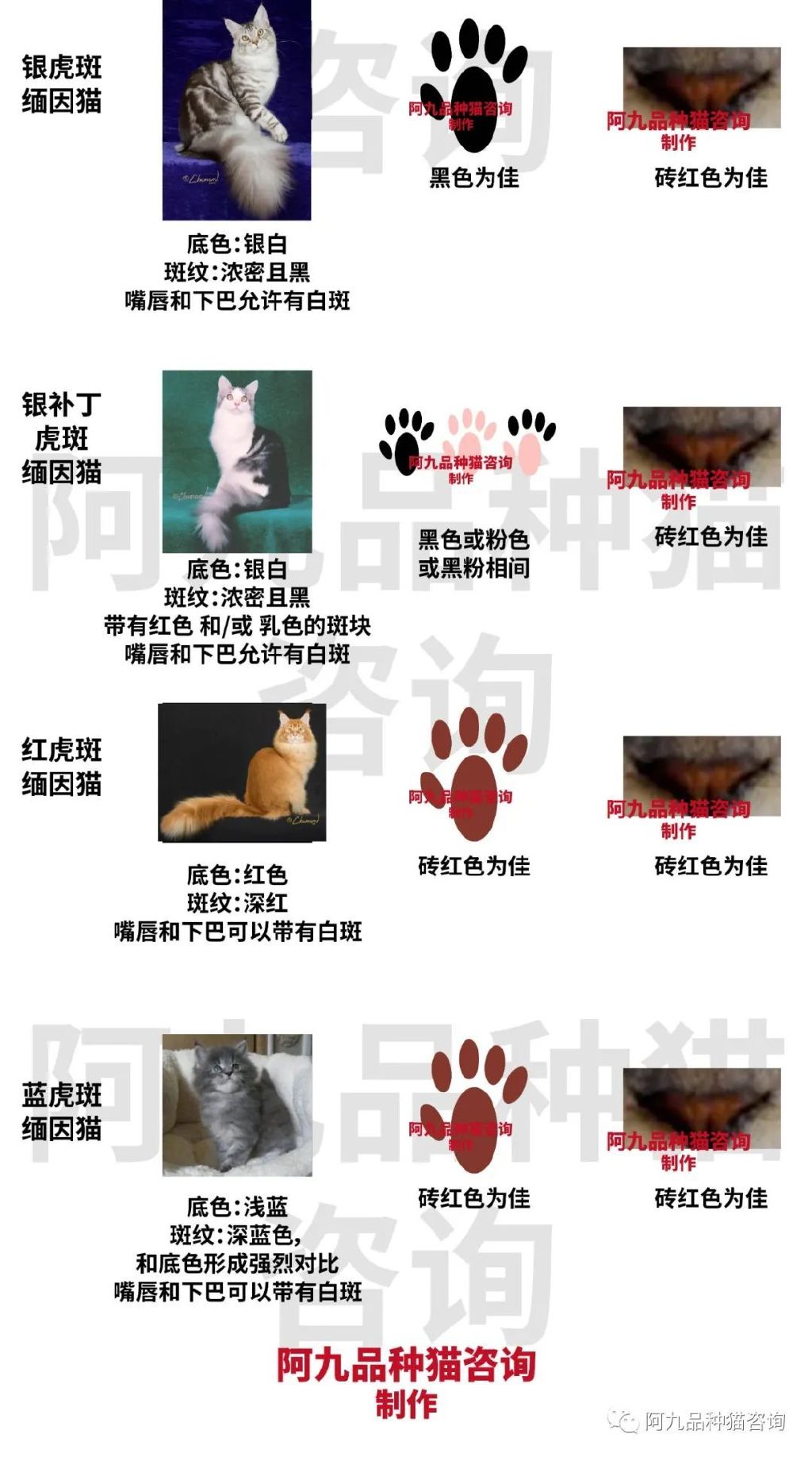 缅因猫品相极好的多少钱,品相一般的缅因猫什么价格