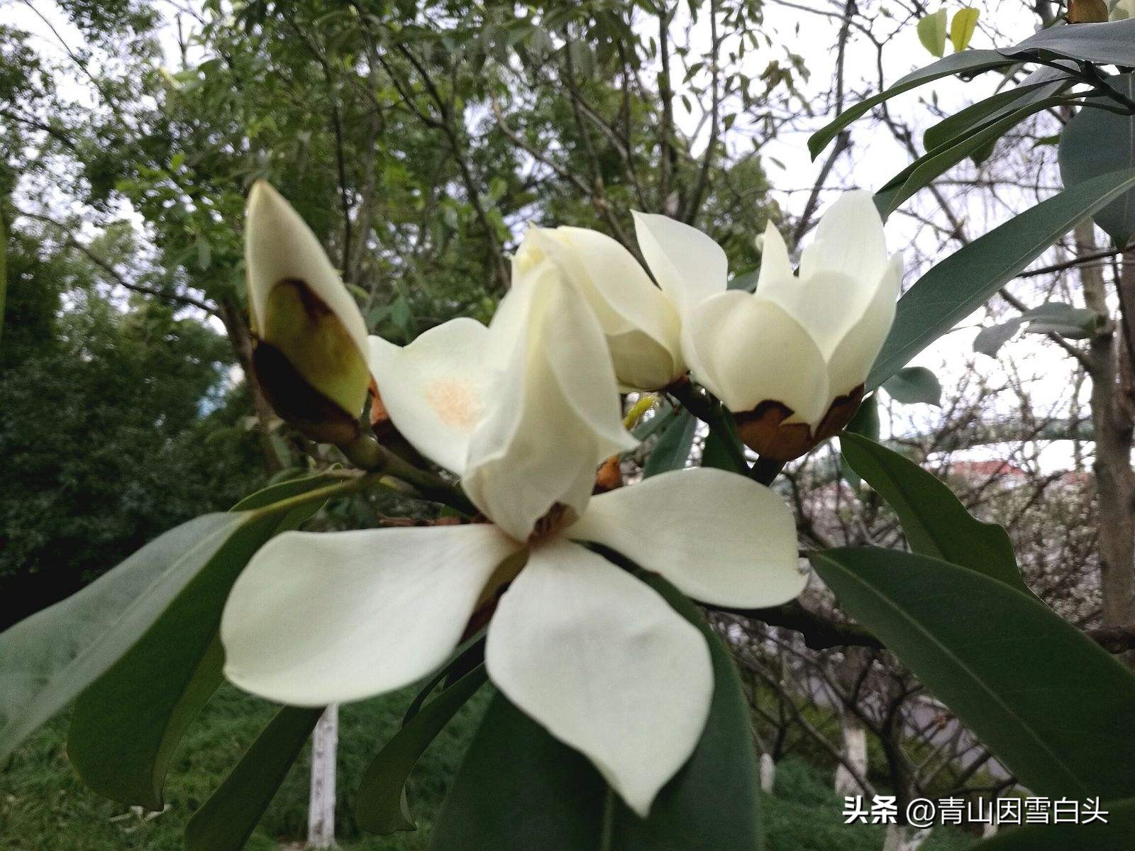 江苏高杆行道树常用树种,城市行道树树种单一