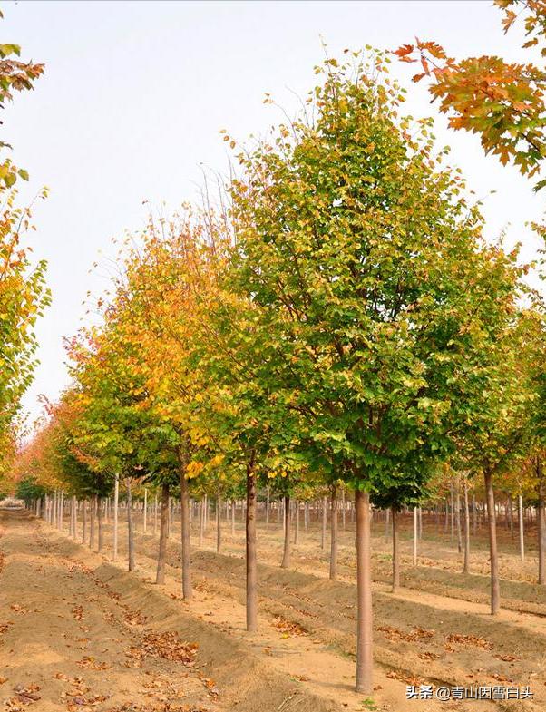 适合目前在农村创业的项目,五个适合农村创业的好项目推荐