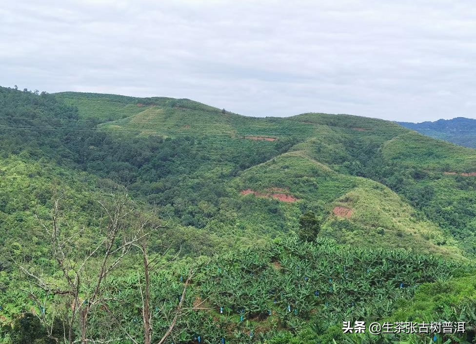 普洱茶哪座山头最好,普洱茶著名茶区