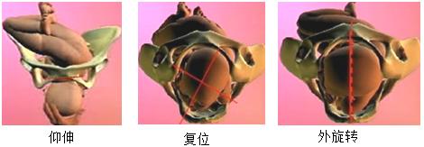 孕妈妈怎么判断胎位是正的,胎儿屁股在右侧是什么胎位