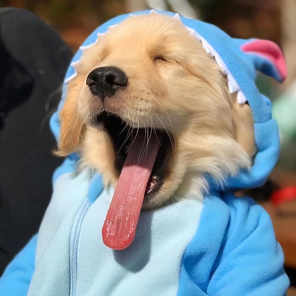 世界上最强的五种狗对人非常忠诚,一招看出来哪种狗性格最温顺