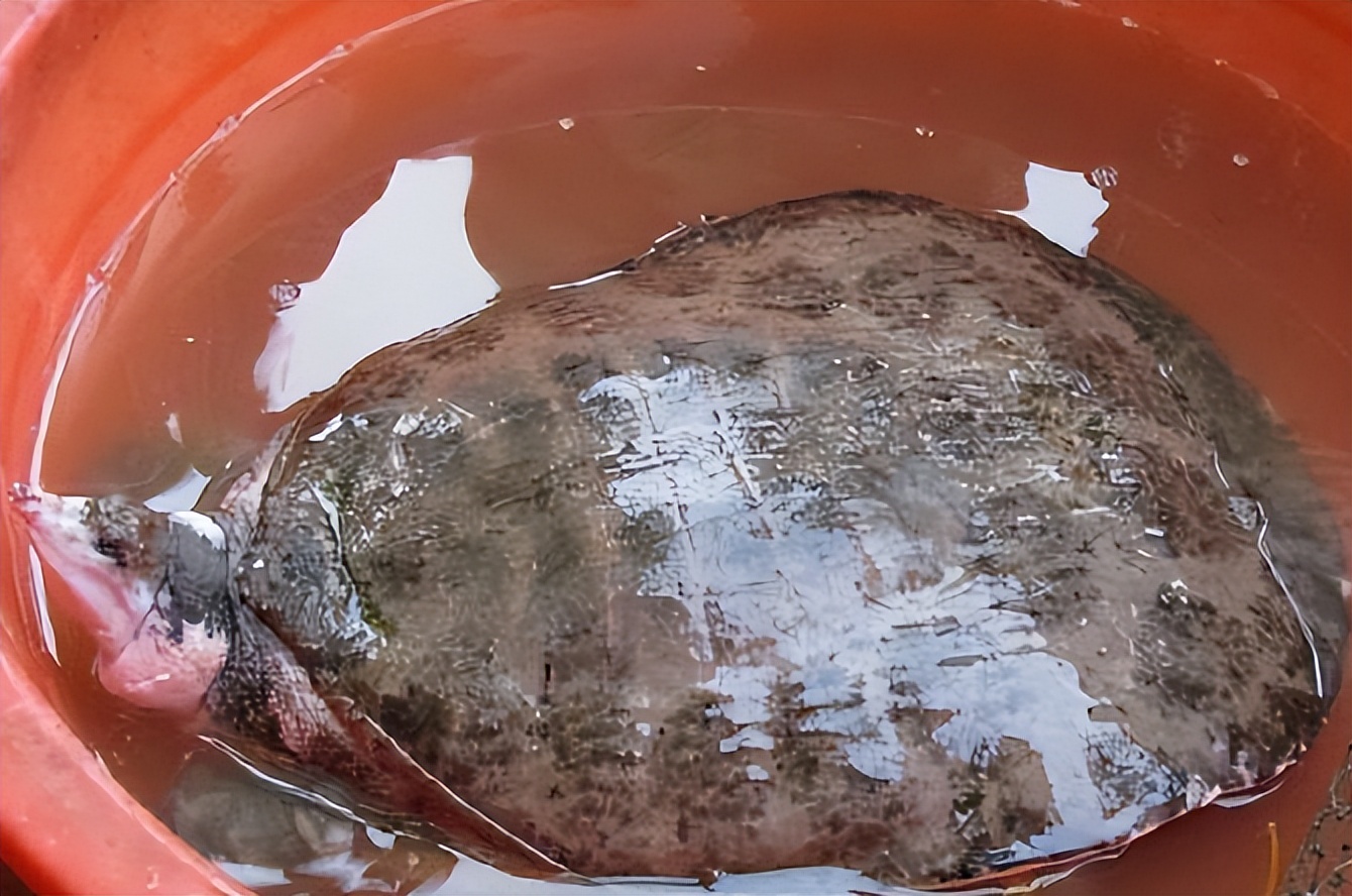 珍珠鳖在美国泛滥了吗,美国珍珠鳖对生态危害