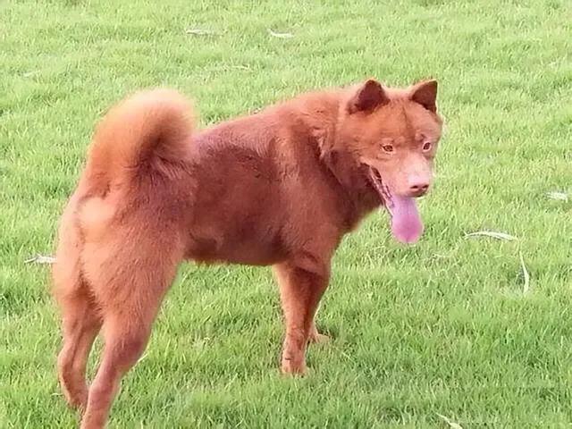 狗有哪些犬种,中国的6种本土犬种每一种都超帅